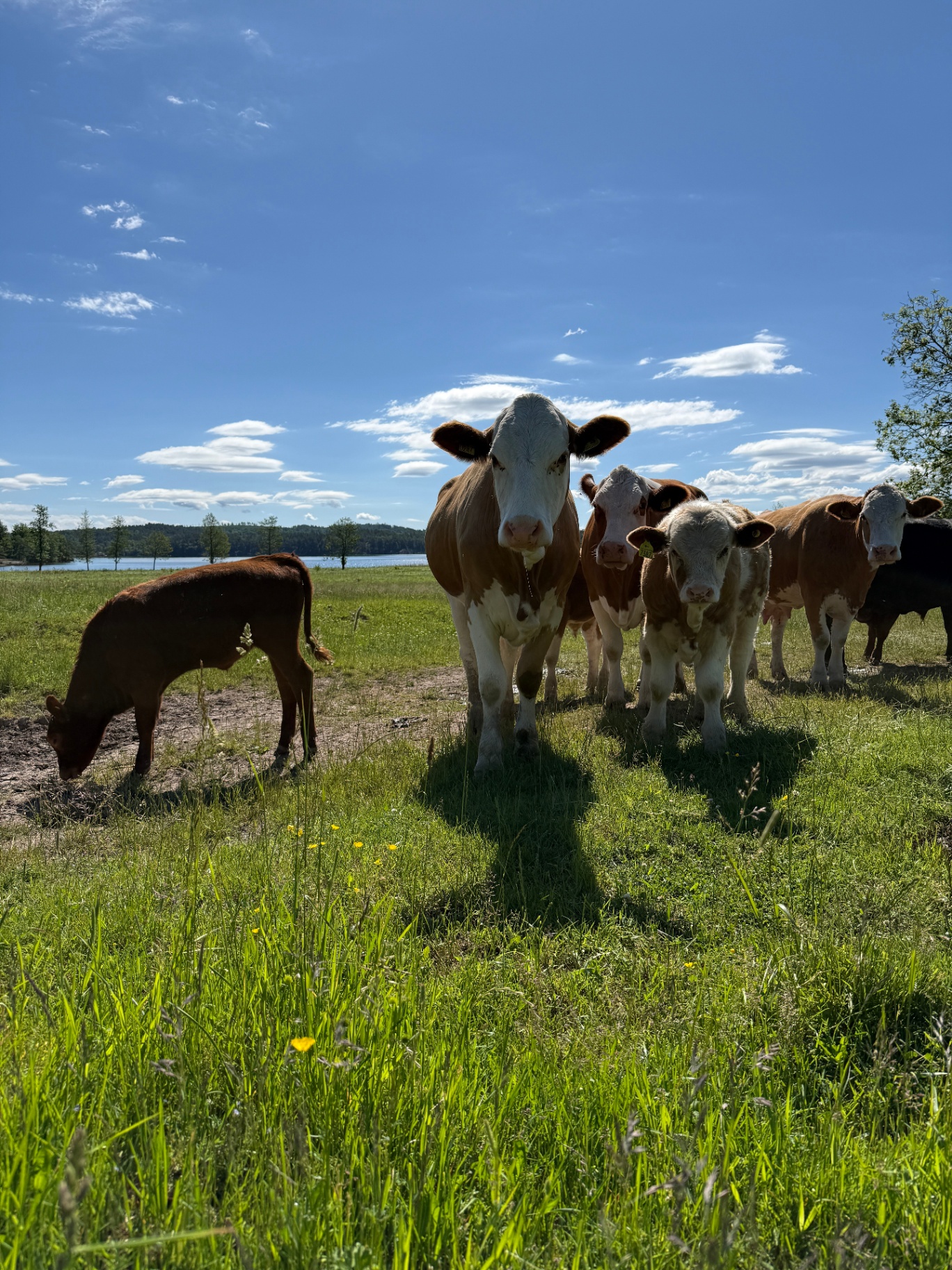 Kor på bete vid sjön